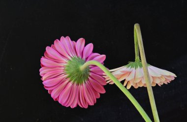 Koyu arkaplanda güzel Gerbera çiçekleri 