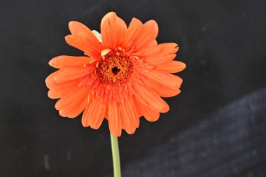 Gerbera çiçeği siyah arkaplanda. Yakın plan. 