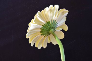 Gerbera çiçeği siyah arkaplanda. Yakın plan. 