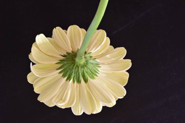 Gerbera çiçeği siyah arkaplanda. Yakın plan. 