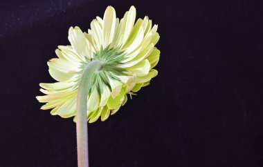 Gerbera çiçeği siyah arkaplanda. Yakın plan. 