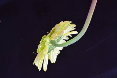 Gerbera çiçeği siyah arkaplanda. Yakın plan. 