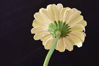 Gerbera çiçeği siyah arkaplanda. Yakın plan. 