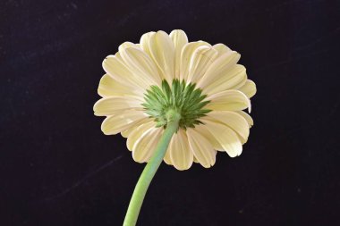 Gerbera çiçeği siyah arkaplanda. Yakın plan. 