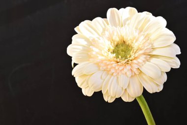 Gerbera çiçeği siyah arkaplanda. Yakın plan. 