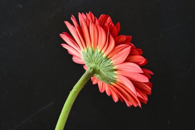 Gerbera çiçeği koyu arkaplanda yakın görünüm