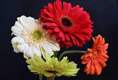 Koyu arkaplanda güzel Gerbera çiçekleri 