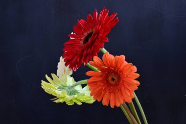 Koyu arkaplanda güzel Gerbera çiçekleri 