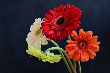 Koyu arkaplanda güzel Gerbera çiçekleri 