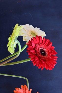 Koyu arkaplanda güzel Gerbera çiçekleri 