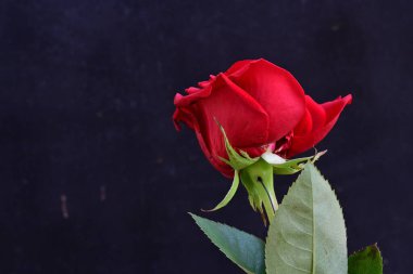 yakın - siyah üzerine kırmızı gül görünümü