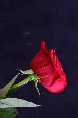 yakın - siyah üzerine kırmızı gül görünümü