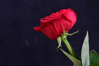 yakın - siyah üzerine kırmızı gül görünümü