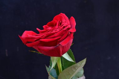 yakın - siyah üzerine kırmızı gül görünümü