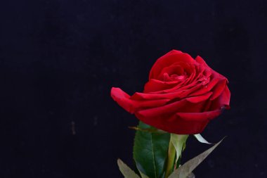 yakın - siyah üzerine kırmızı gül görünümü