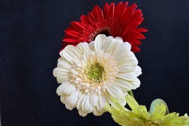 Koyu arkaplanda güzel Gerbera çiçekleri 