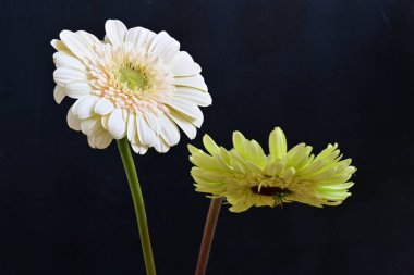 Koyu arkaplanda güzel Gerbera çiçekleri 