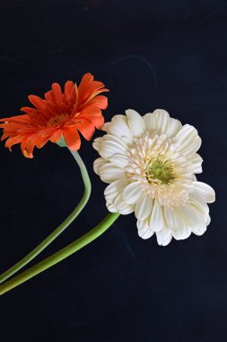 Koyu arkaplanda güzel Gerbera çiçekleri 