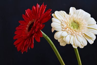 Koyu arkaplanda güzel Gerbera çiçekleri 