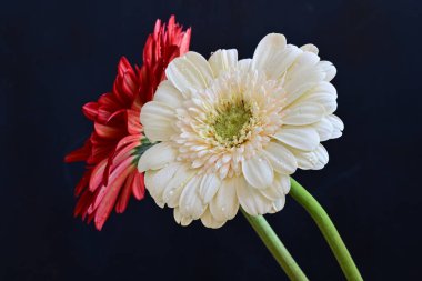 Koyu arkaplanda güzel Gerbera çiçekleri 