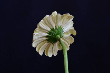 Gerbera çiçeği koyu arkaplanda yakın görünüm