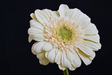 Gerbera çiçeği koyu arkaplanda yakın görünüm