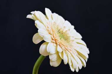 Gerbera çiçeği koyu arkaplanda yakın görünüm