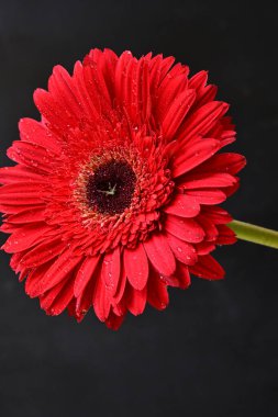Gerbera çiçeği koyu arkaplanda yakın görünüm
