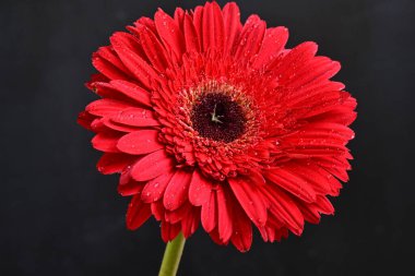 Gerbera çiçeği koyu arkaplanda yakın görünüm