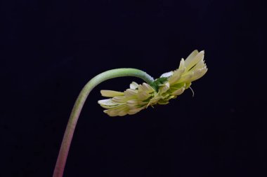 Gerbera çiçeği koyu arkaplanda yakın görünüm