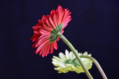 Koyu arkaplanda güzel Gerbera çiçekleri 