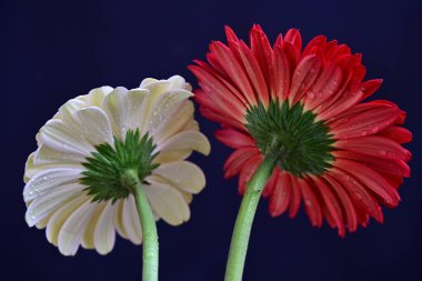 Koyu arkaplanda güzel Gerbera çiçekleri 