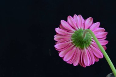 Gerbera çiçeği koyu arkaplanda yakın görünüm