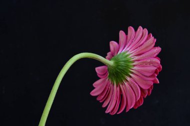 Gerbera çiçeği koyu arkaplanda yakın görünüm