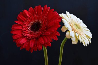 Koyu arkaplanda güzel Gerbera çiçekleri 