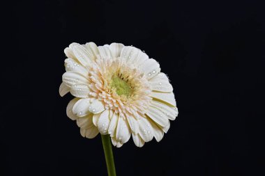 gerbera çiçeği siyah arkaplanda 