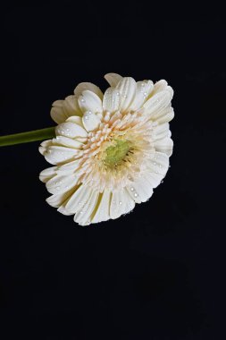 gerbera çiçeği siyah arkaplanda 