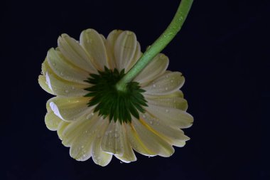 gerbera çiçeği siyah arkaplanda 