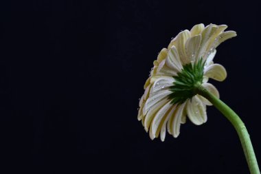 gerbera çiçeği siyah arkaplanda 