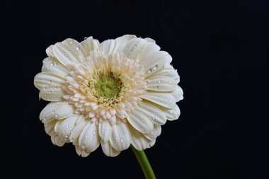 gerbera çiçeği siyah arkaplanda 