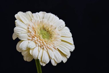 gerbera çiçeği siyah arkaplanda 