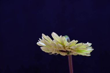 gerbera çiçeği siyah arkaplanda 