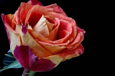 siyah zemin üzerine kırmızı gül yakın çekim