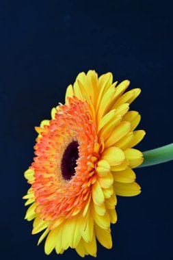 Karanlık arka planda güzel Gerbera çiçeği, yaz konsepti, yakın görüş 