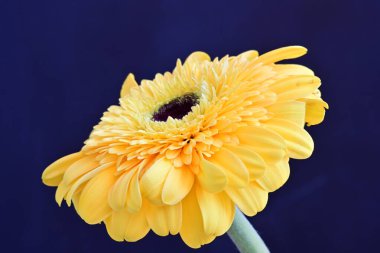 Karanlık arka planda güzel Gerbera çiçeği, yaz konsepti, yakın görüş 