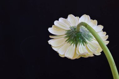 Gerbera çiçeği, koyu arkaplanı kapat