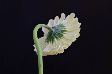 Gerbera çiçeği, koyu arkaplanı kapat