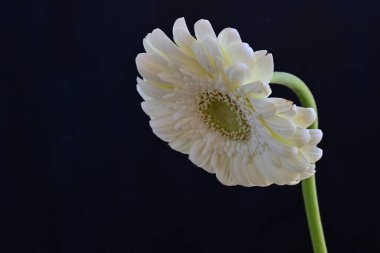 Gerbera çiçeği, koyu arkaplanı kapat