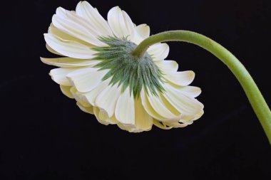 Gerbera çiçeği, koyu arkaplanı kapat