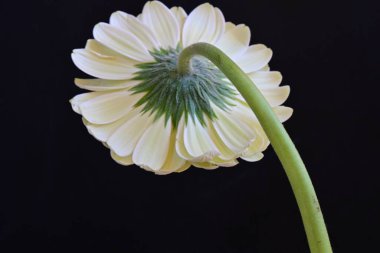 Gerbera çiçeği, koyu arkaplanı kapat